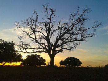 Silhouette bare tree on field against sky at sunset