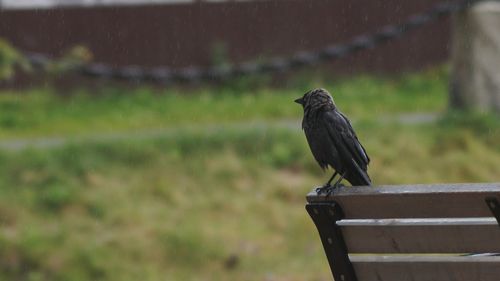 Close-up of raven perching outdoors