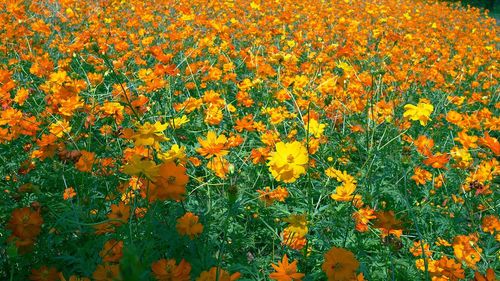 High angle view of orange flowers blooming on field