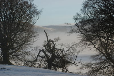 Bare trees on snow covered landscape against sky