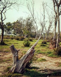 Trees on field in forest