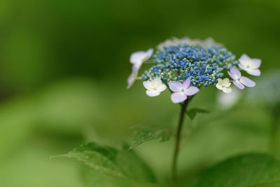 Close-up of purple flowering plant