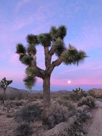 Cactus growing in desert against sky