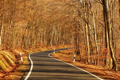 Empty road amidst trees in forest