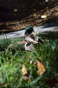 Close-up of a bird on field