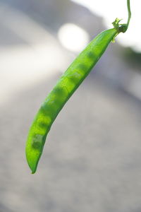 Close-up of green chili pepper plant