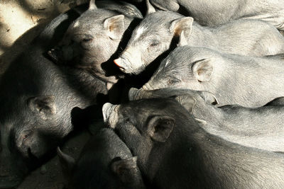 High angle view of pigs in farm