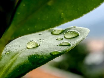 Close-up of raindrops on leaves