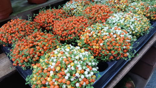 High angle view of tomatoes growing outdoors