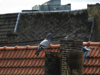 Pigeon perching on smoke stack