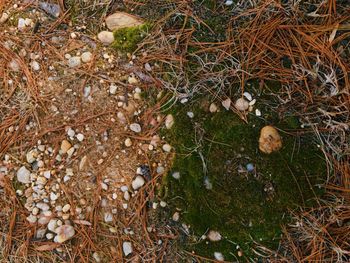 High angle view of bird on grass