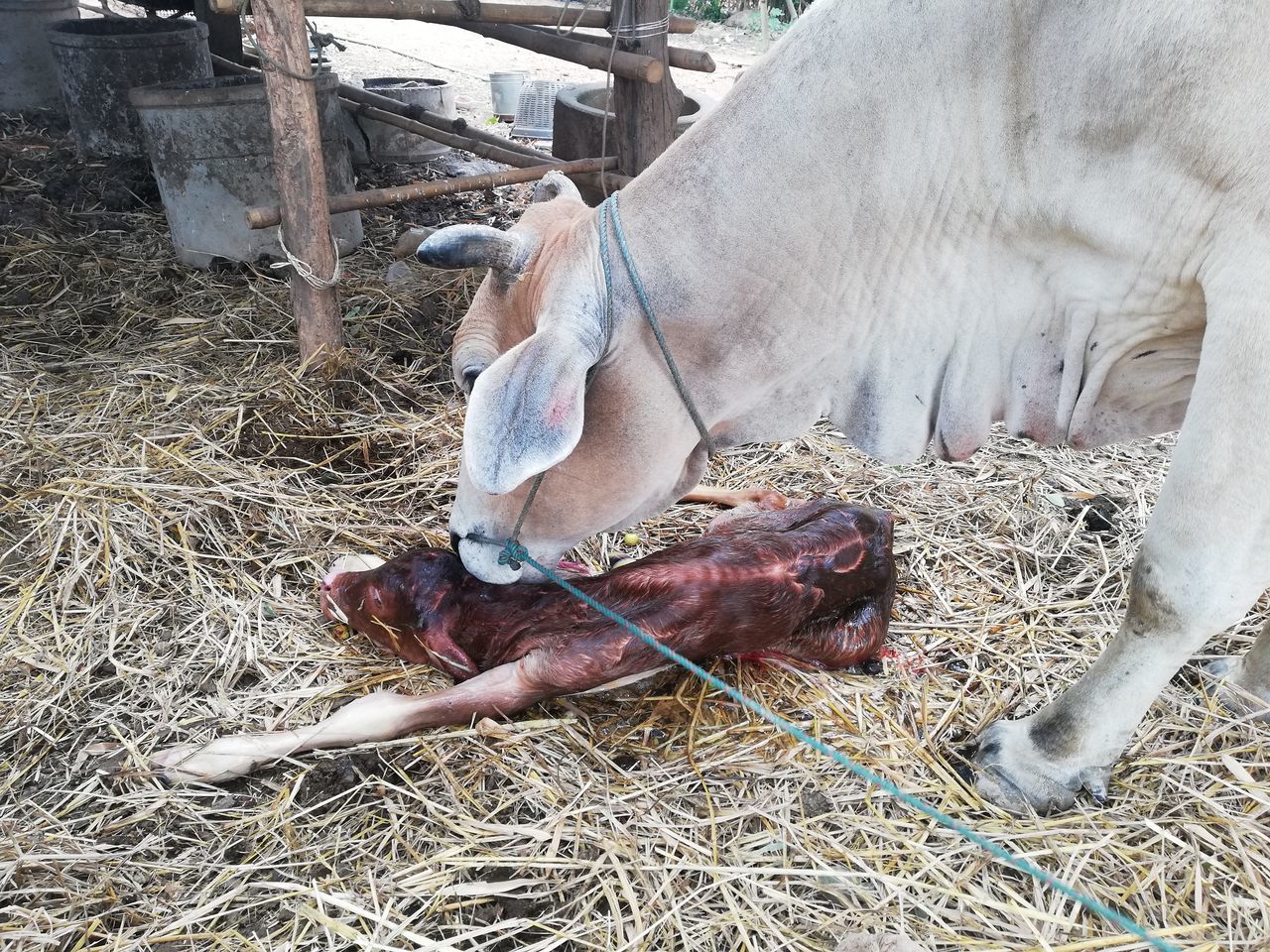 HIGH ANGLE VIEW OF COW IN ANIMAL PEN