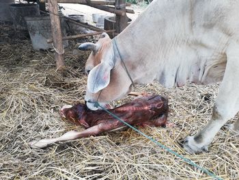 High angle view of cow in pen