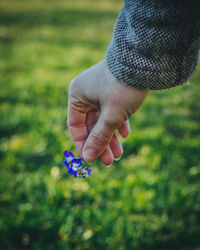 Close-up of hand holding purple flower