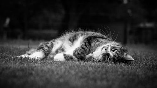 Close-up of cat lying on grassy field