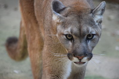 Close-up portrait of cougar
