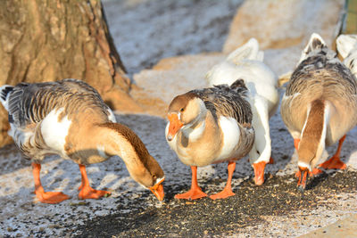 Geese feeding seeds on snowy field