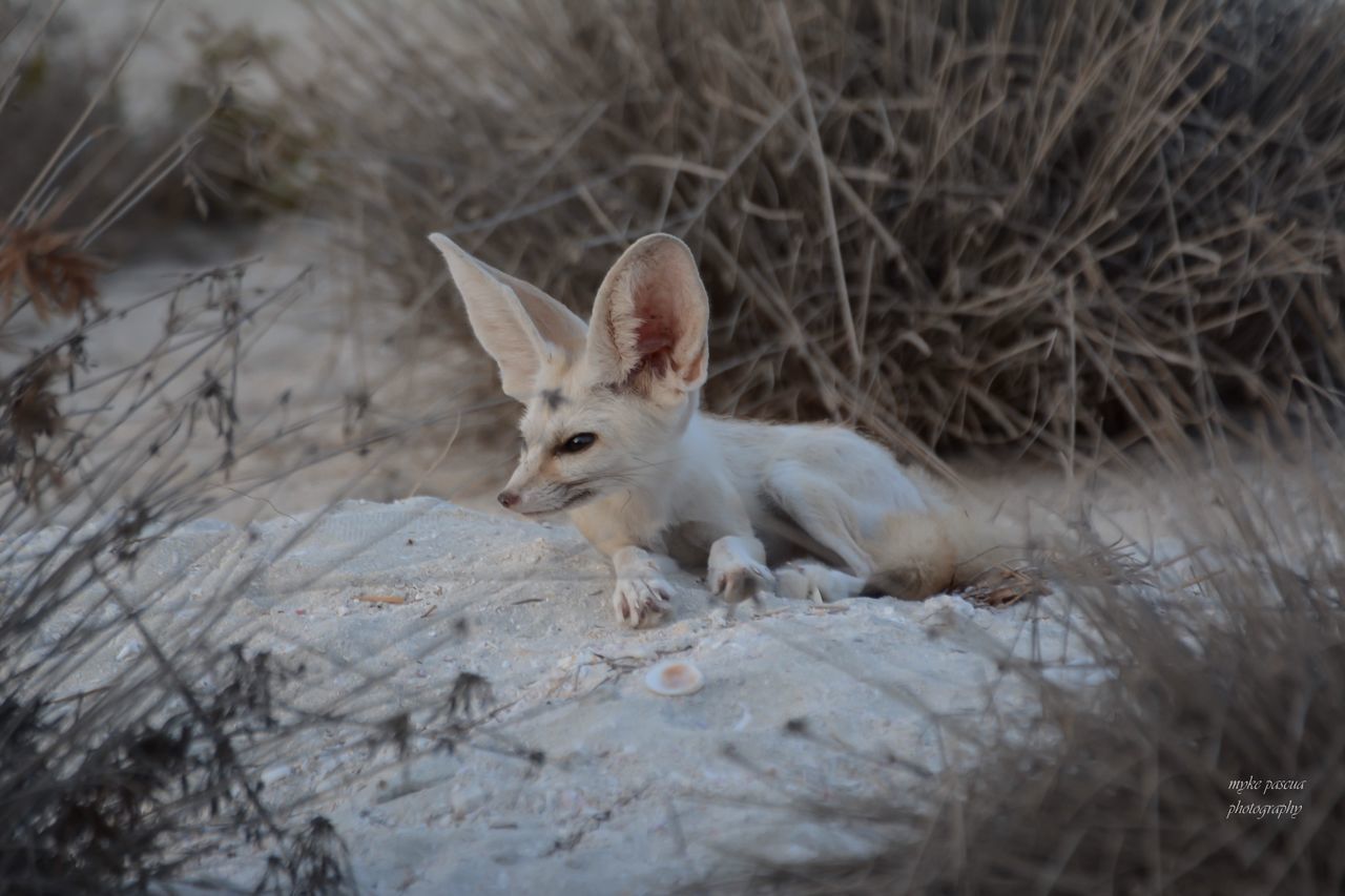 one animal, mammal, animal themes, pets, animal, domestic, domestic animals, vertebrate, no people, white color, selective focus, cat, nature, land, feline, field, plant, domestic cat, day, looking