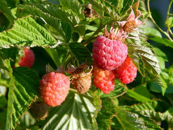 Close-up of strawberries on tree