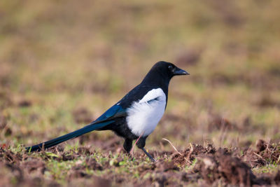 Bird perching on a field