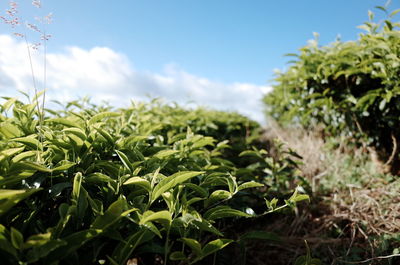 Close-up of plants growing in field