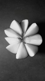 Close-up of white flower