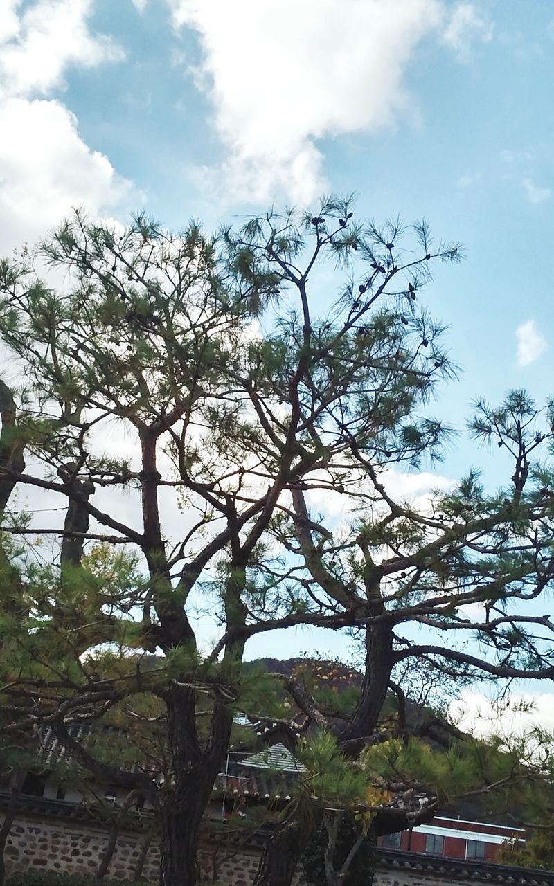 tree, sky, branch, low angle view, cloud - sky, growth, cloud, nature, bare tree, built structure, tranquility, cloudy, building exterior, architecture, beauty in nature, tree trunk, day, outdoors, no people, tranquil scene