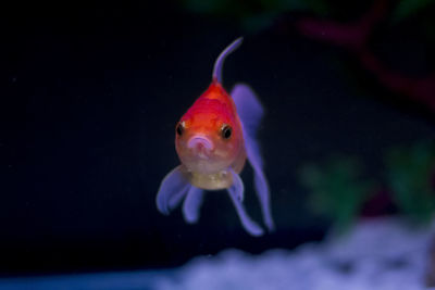 Close-up of fish swimming in sea