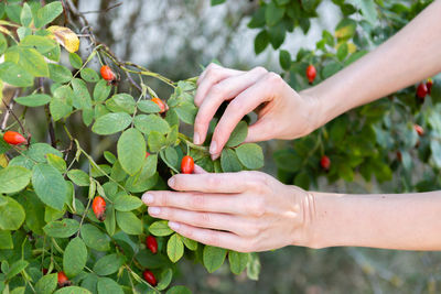 Two hands hold rose hips by the bush