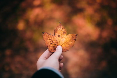 Close-up of hand holding maple leaf during autumn