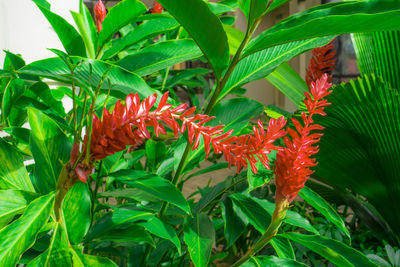 Close-up of red leaves on plant