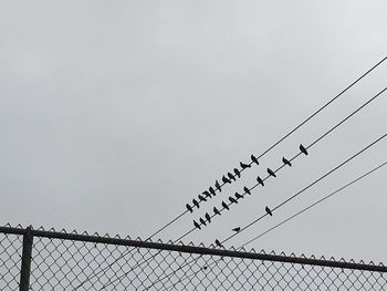 Low angle view of birds flying against sky