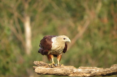 Close-up of bird perching on wood