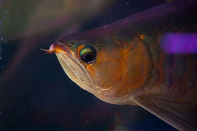 Close-up of fish swimming in sea