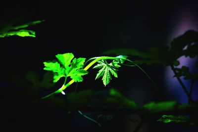 Close-up of plant at night