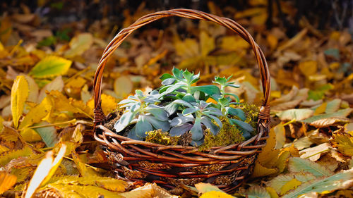 Close-up of yellow leaves on plant