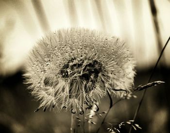 Close-up of dandelion flower