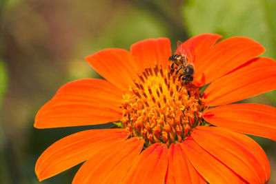 Close-up of insect on orange flower