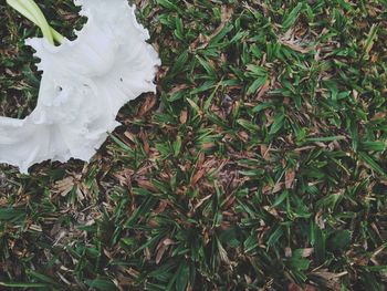 High angle view of white flowering plant on field