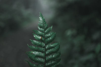 Dark moody and hazy forest hiking nature photography