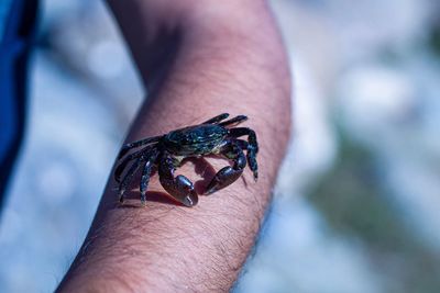 Crab on arm