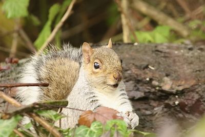 Close-up of squirrel