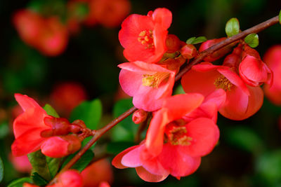 Close-up of red flowering plant in park