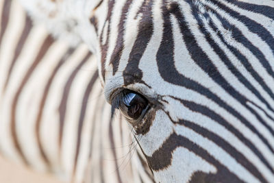 Close-up of a zebra