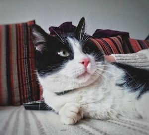 Close-up portrait of cat resting on sofa at home