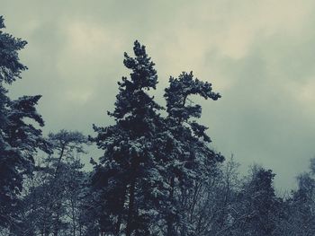 Low angle view of trees in forest against sky