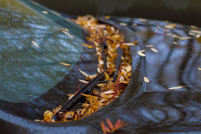 Close-up of dried leaves on wood