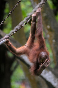 Close-up of monkey on tree