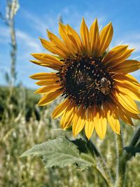 Bee pollinating on sunflower