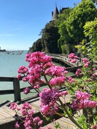 Close-up of pink flowering plants against sky
